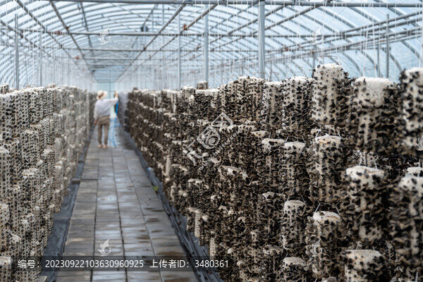 黑木耳特寫鏡頭