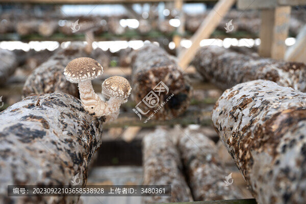 香菇成熟
