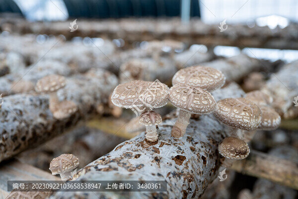 香菇種植