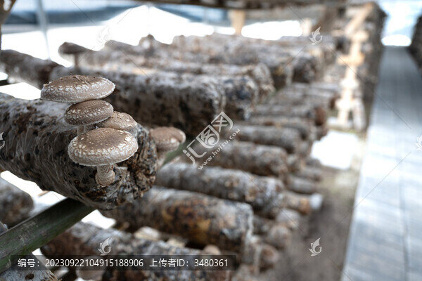 涇源縣香菇種植