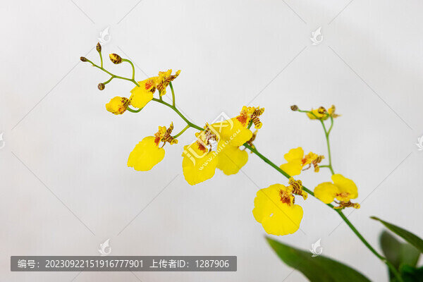 蝴蝶蘭