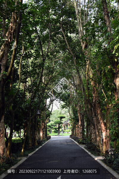 林蔭路