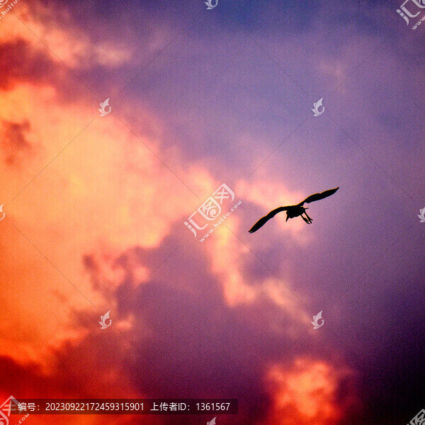 飛翔的鳥
