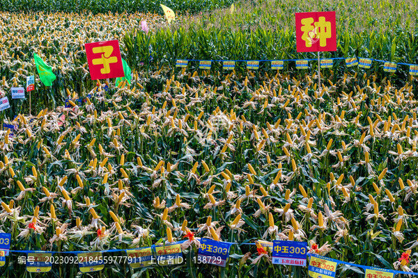 成熟豐收的秋糧玉米