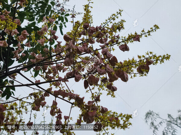 楠樹及花果葉