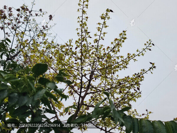 楠樹(shù)及花果葉