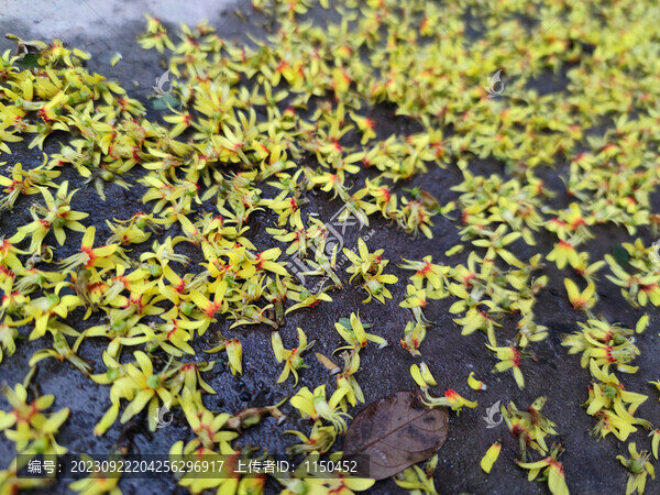 楠樹及花果葉