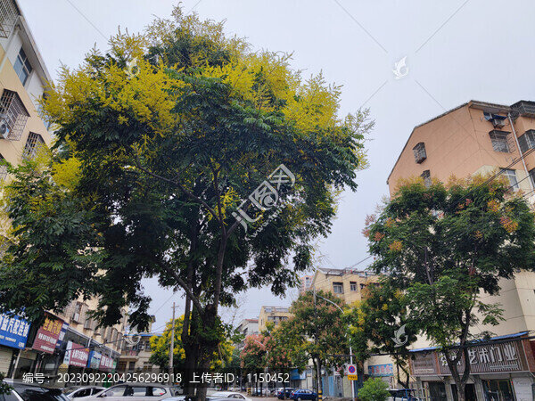 楠樹及花果葉