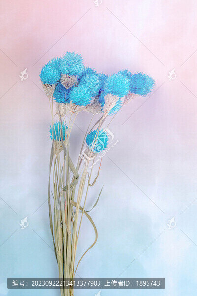 藍色草莓果干花