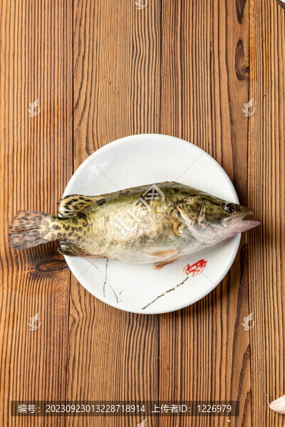 桂花魚
