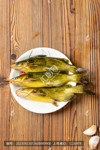 鮮黃骨魚