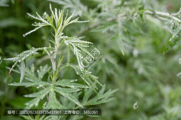 中草藥艾草