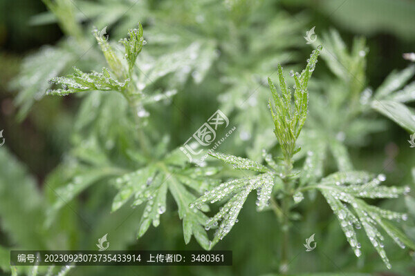 中草藥艾草
