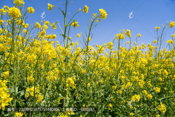 油菜花