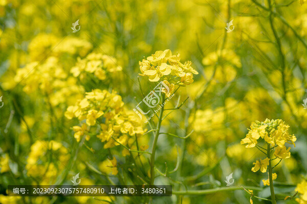 油菜花田
