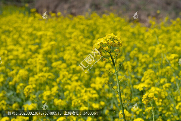 油菜花