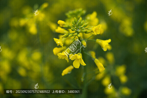 油菜花田