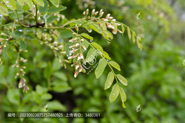 國槐花朵
