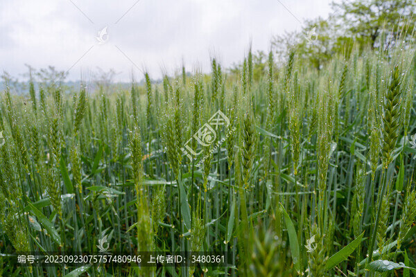 生長(zhǎng)中的麥子