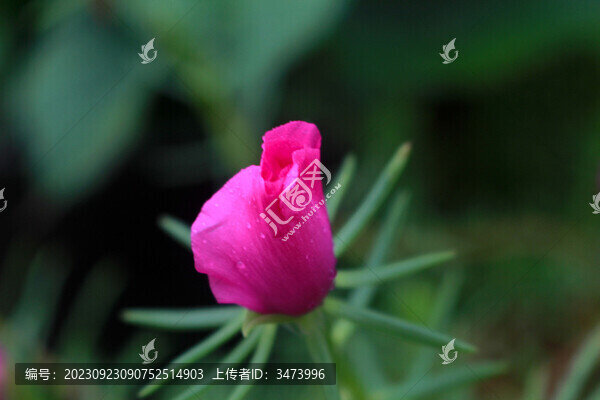 毛馬齒莧