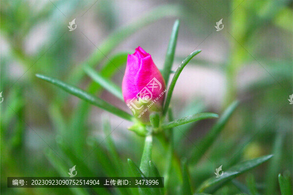 毛馬齒莧