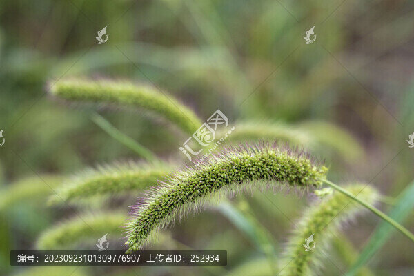 狗尾巴草