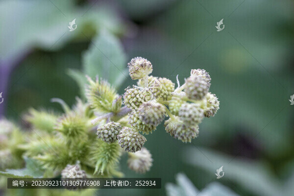 植物背景素材