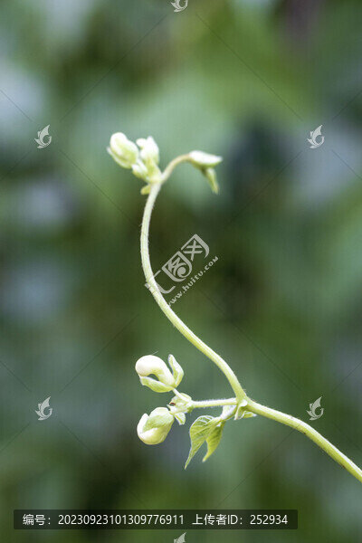 綠植背景素材