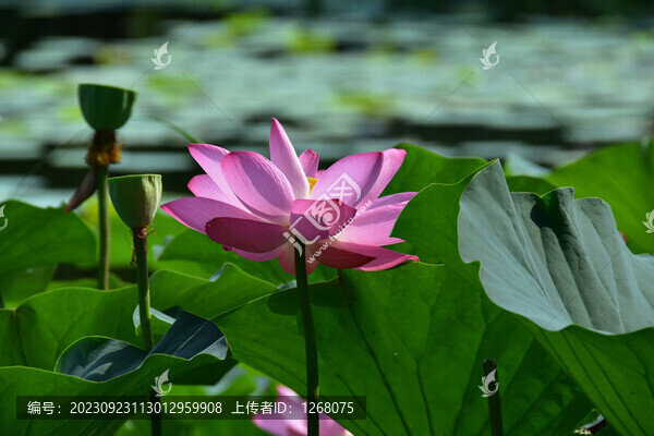 遼寧沈陽北陵公園清昭陵