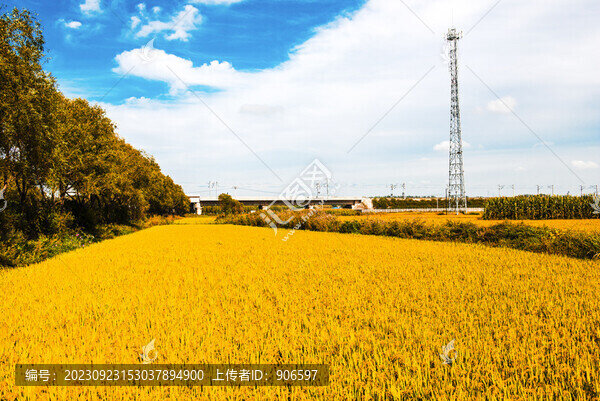 豐收的稻田