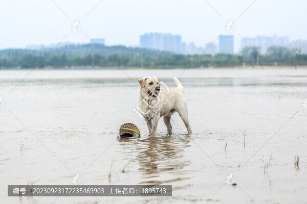 拉布拉多寵物狗