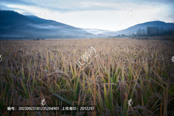 稻田