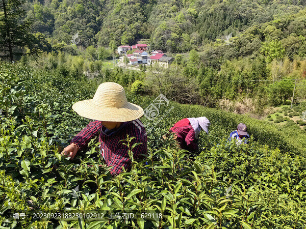 采摘春茶