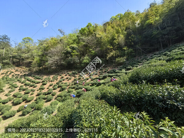 采摘春茶