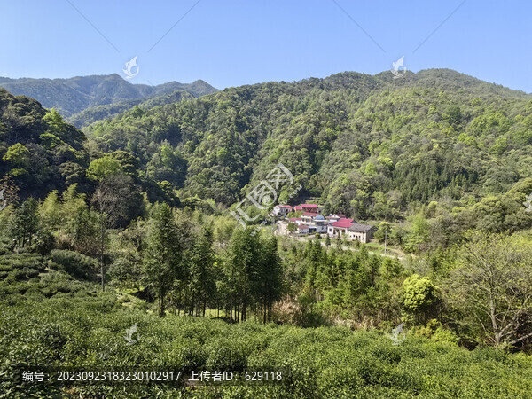 采摘春茶