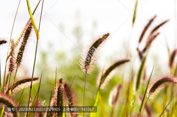狗尾巴草