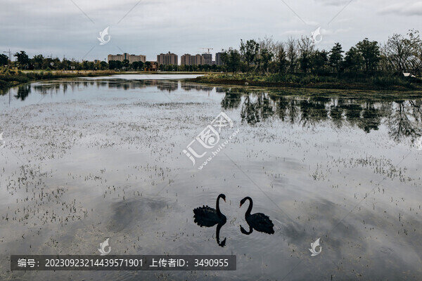 上海之魚(yú)