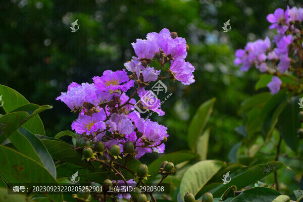 大花紫薇