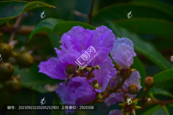 大花紫薇
