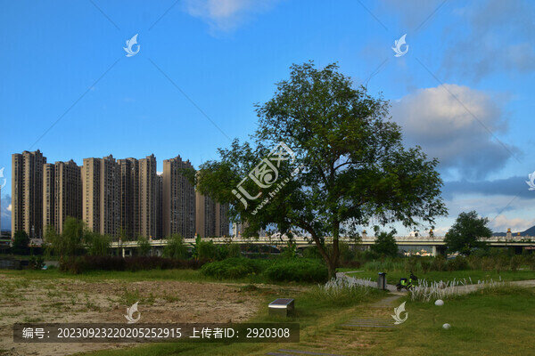 江邊大樹