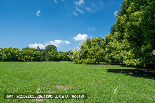 陽光草坪綠樹林