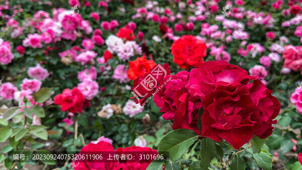 嬌艷玫瑰花