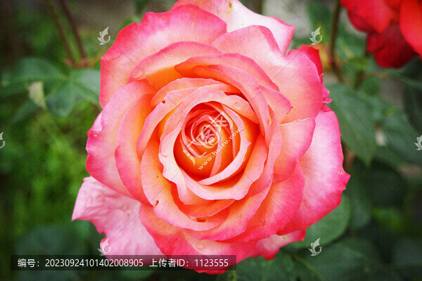 薔薇月季