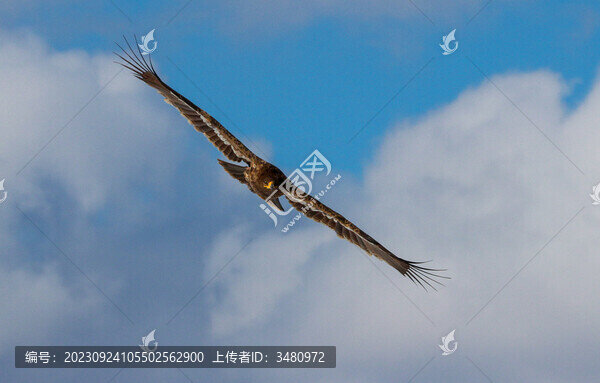 飛鷹