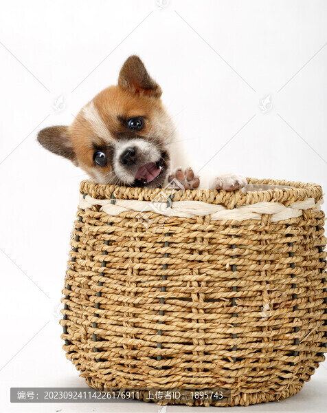 中華田園犬寵物小狗