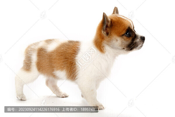 中華田園犬寵物小狗