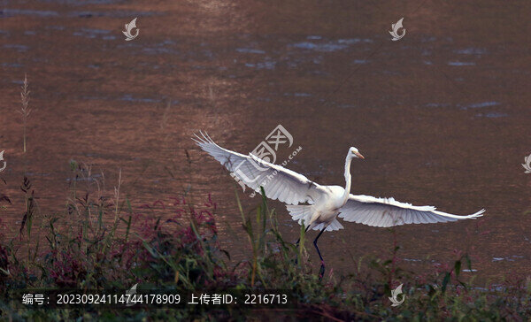 白鷺特寫