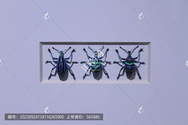 昆蟲標(biāo)本
