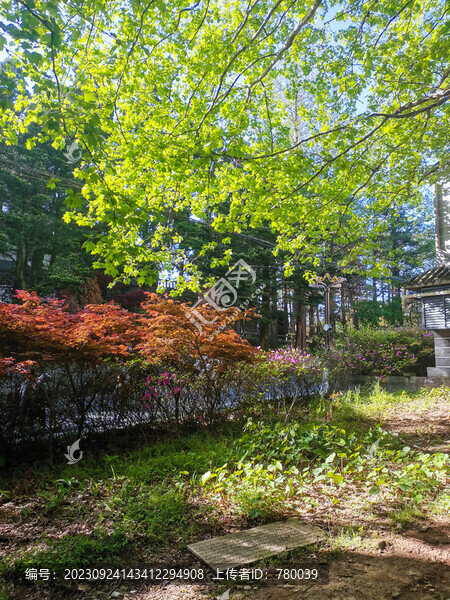 陽(yáng)光下的花園