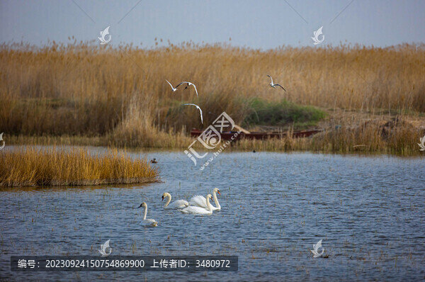 烏梁素海天鵝